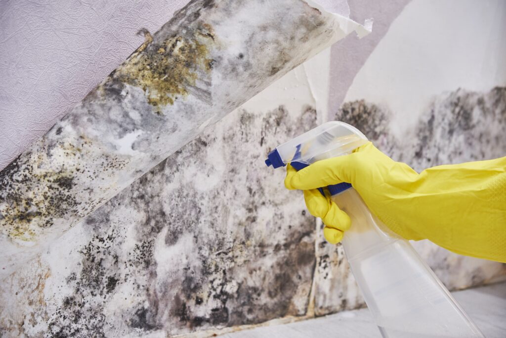 Mould Removal Company